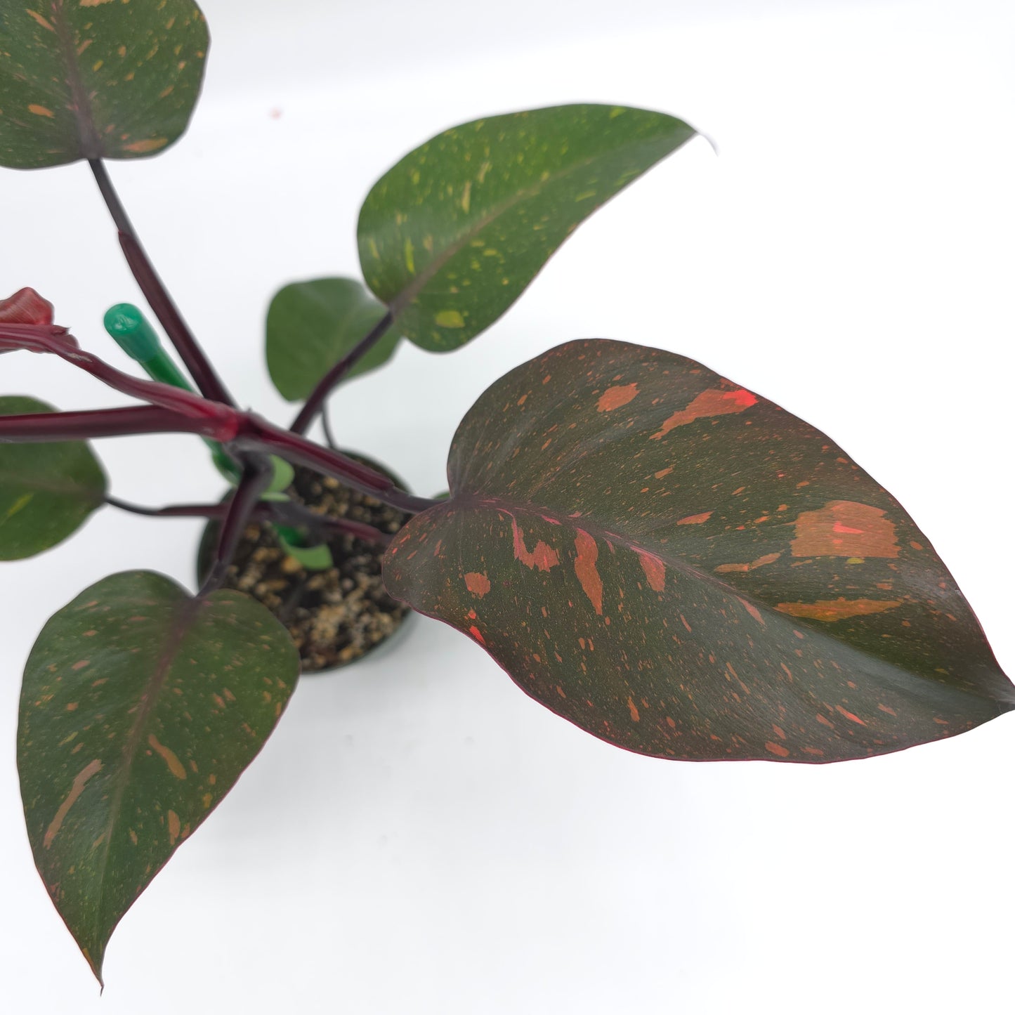 Philodendron Orange Princess 4.5 inch pot 246