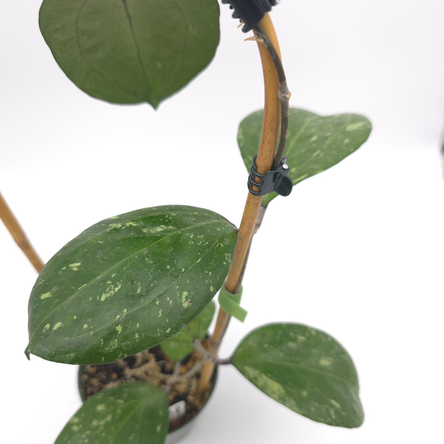 Hoya 'Michele' (MB1255) 4.5 inch pot 933