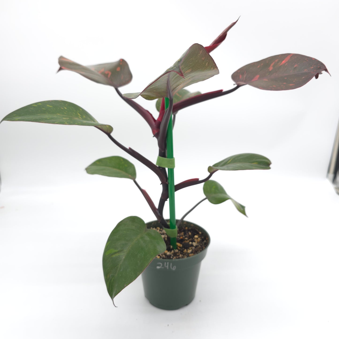 Philodendron Orange Princess 4.5 inch pot 246