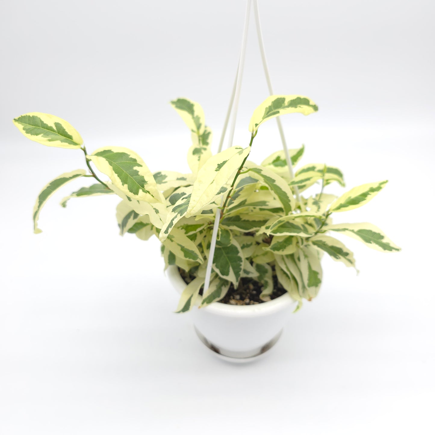 Ficus sagittata variegata 4.5 inch hanging basket 868
