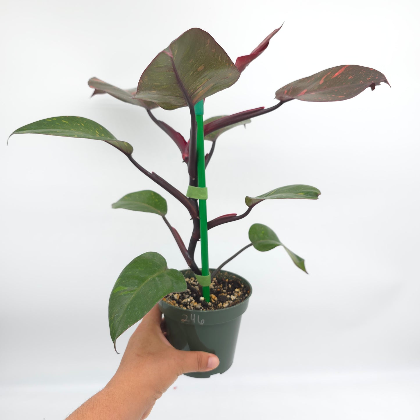 Philodendron Orange Princess 4.5 inch pot 246