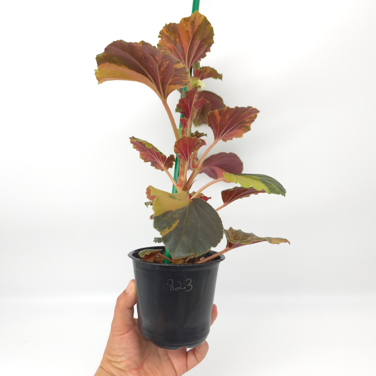 Begonia cucullata aurea variegata 4 inch pot