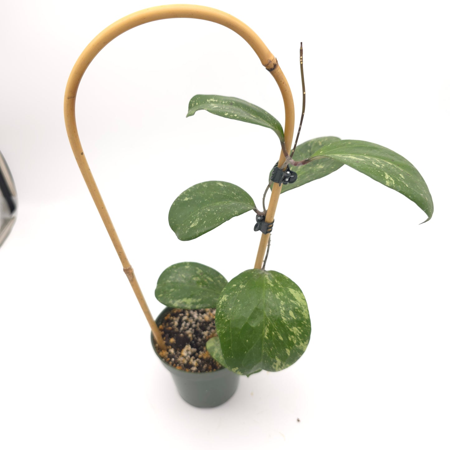Hoya 'Michele' (MB 1255) 4.5 inch pot 808