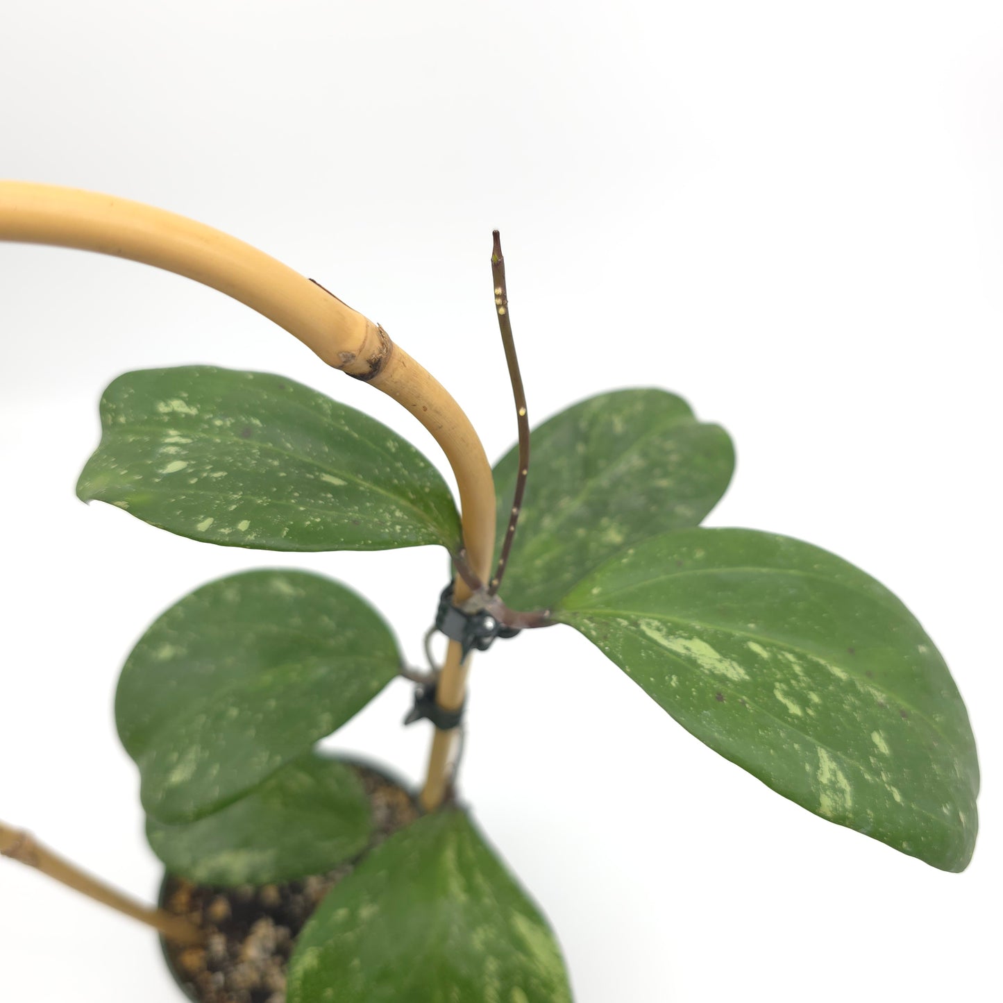 Hoya 'Michele' (MB 1255) 4.5 inch pot 808