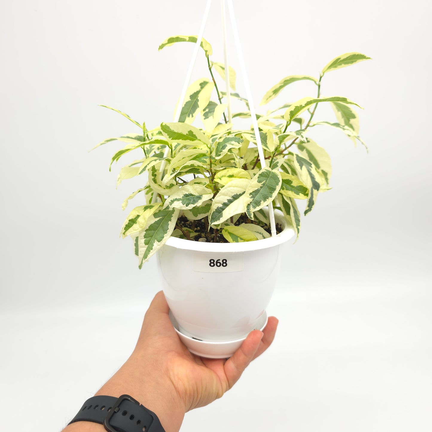 Ficus sagittata variegata 4.5 inch hanging basket 868