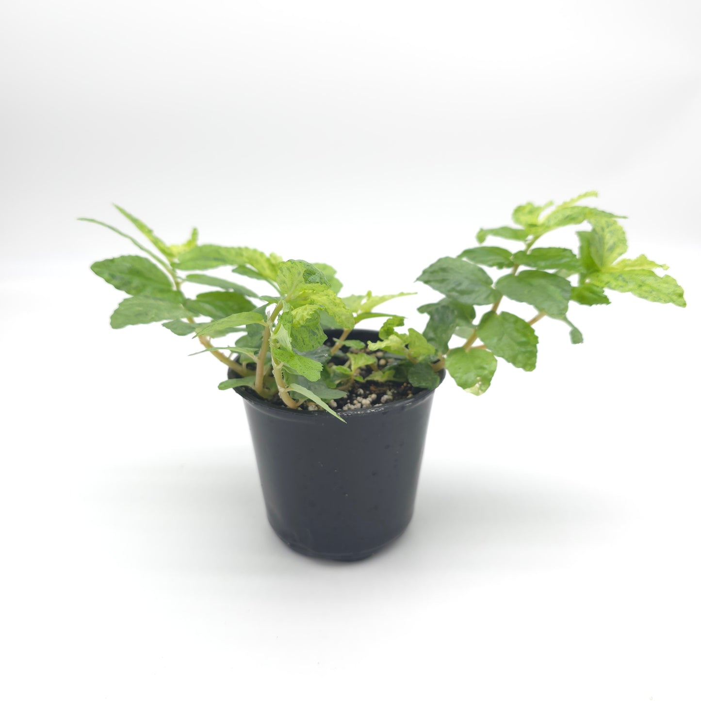 Pellonia repens variegated 4 inch pot 959