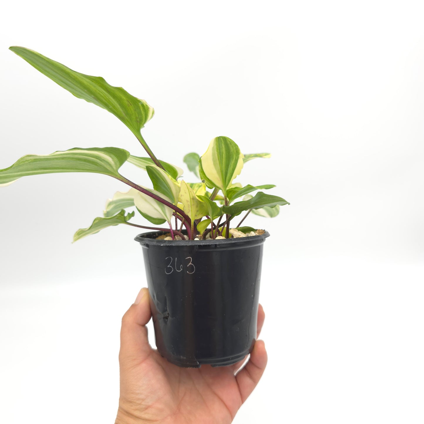 Drimopsis maculata variegata 4 inch pot 363