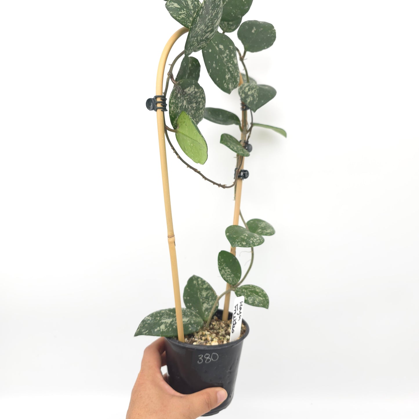Hoya carnosa Freckles 4 inch pot 380