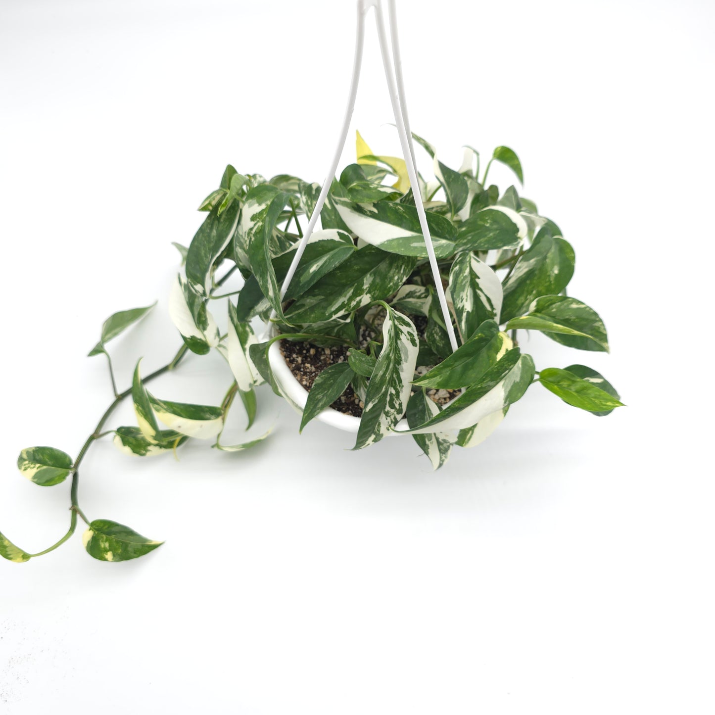 Epipremnum pinnatum albo variegata 6 inch hanging basket 825