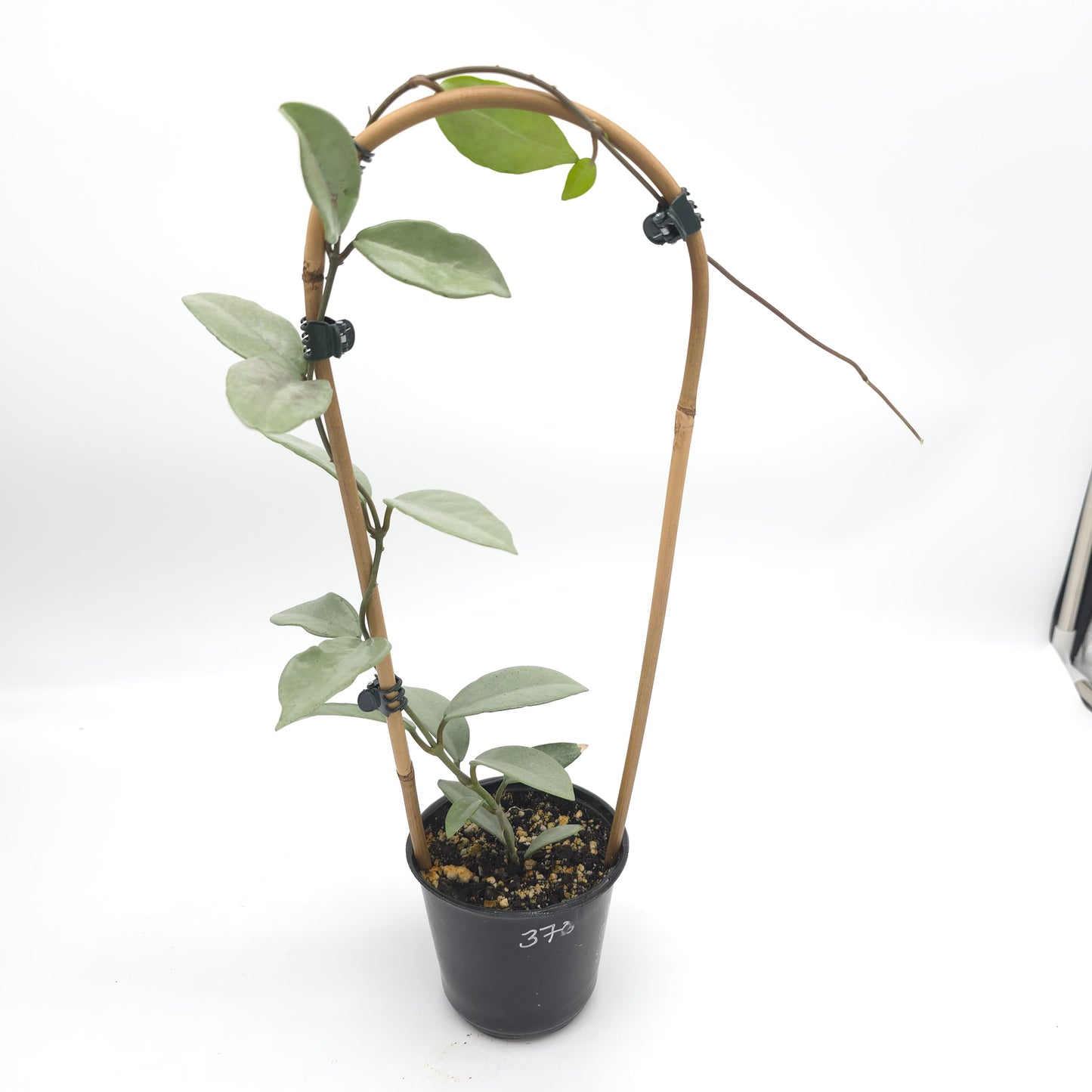 Hoya Wilber Graves Silver 4 inch pot 370
