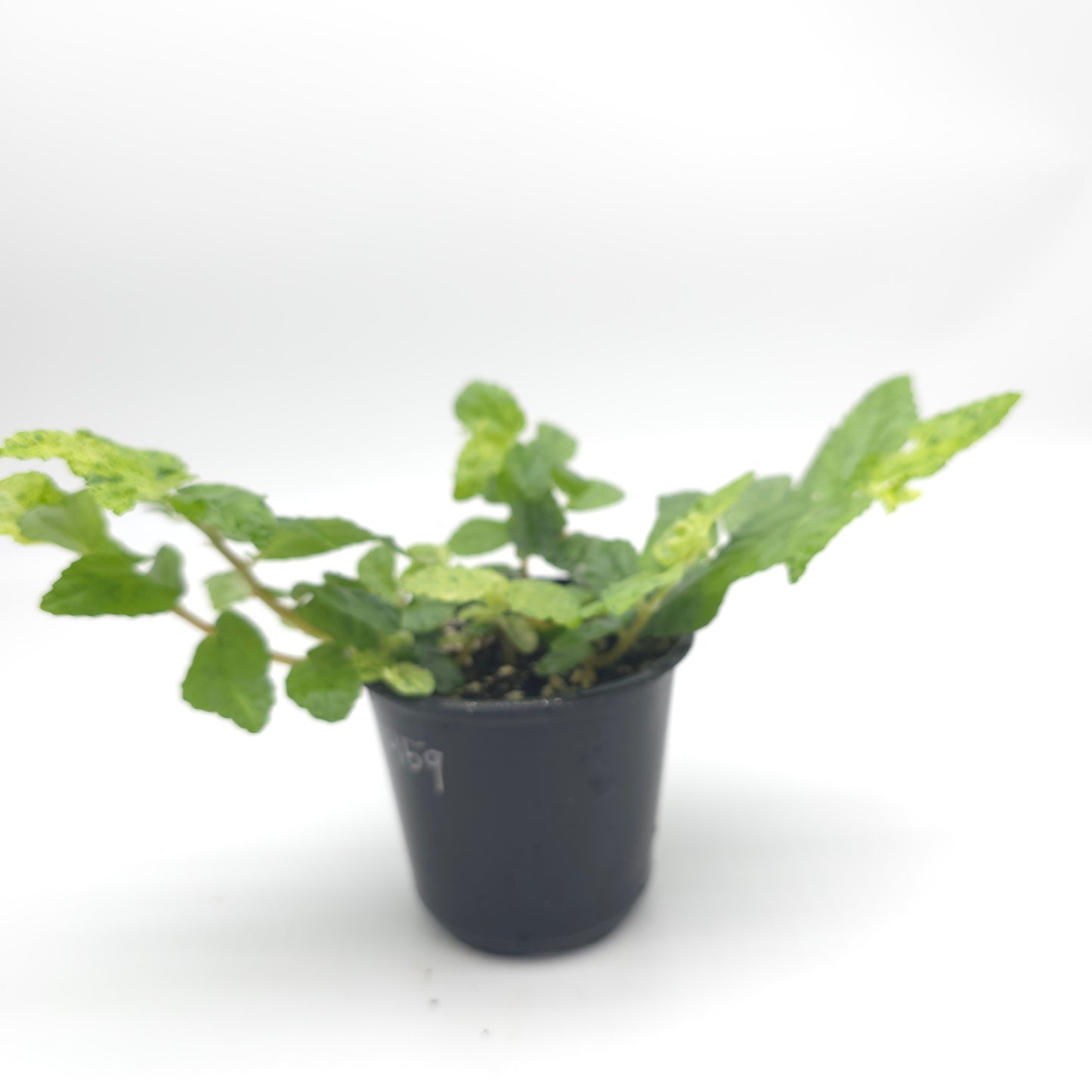 Pellonia repens variegated 4 inch pot 959