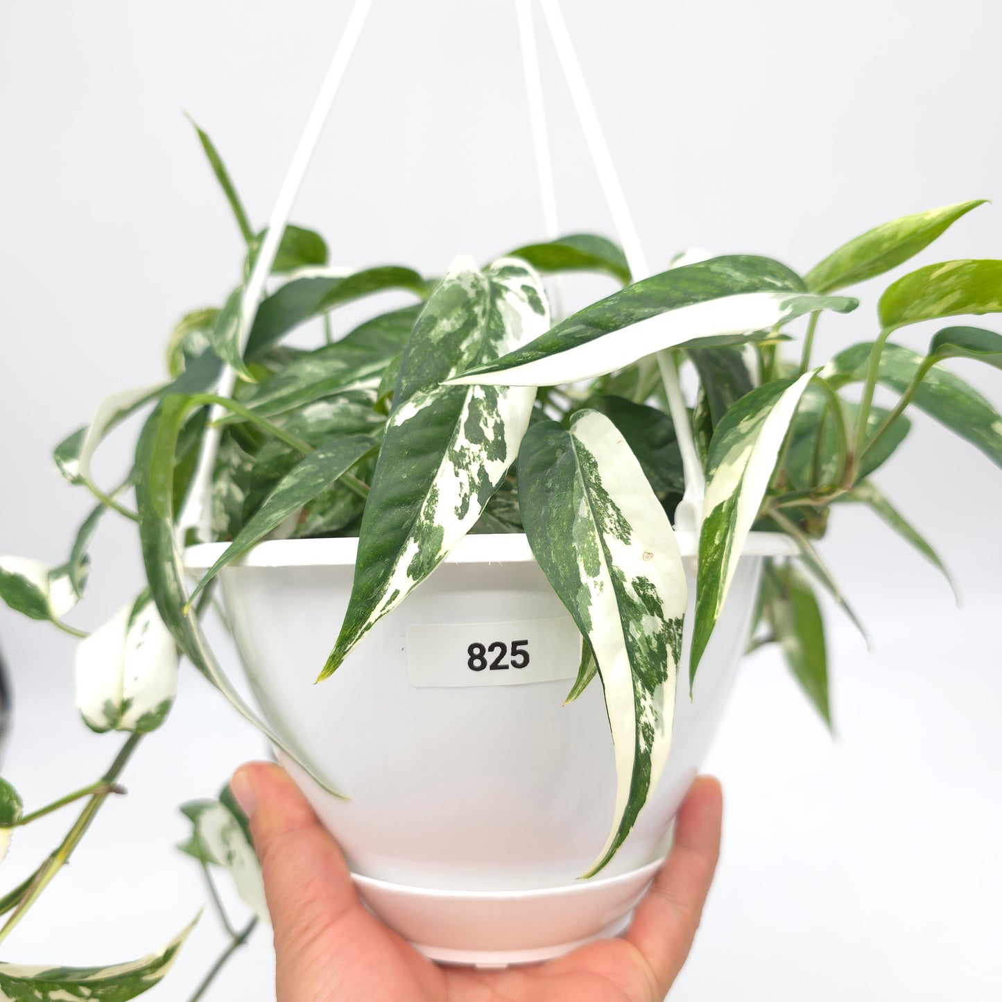 Epipremnum pinnatum albo variegata 6 inch hanging basket 825