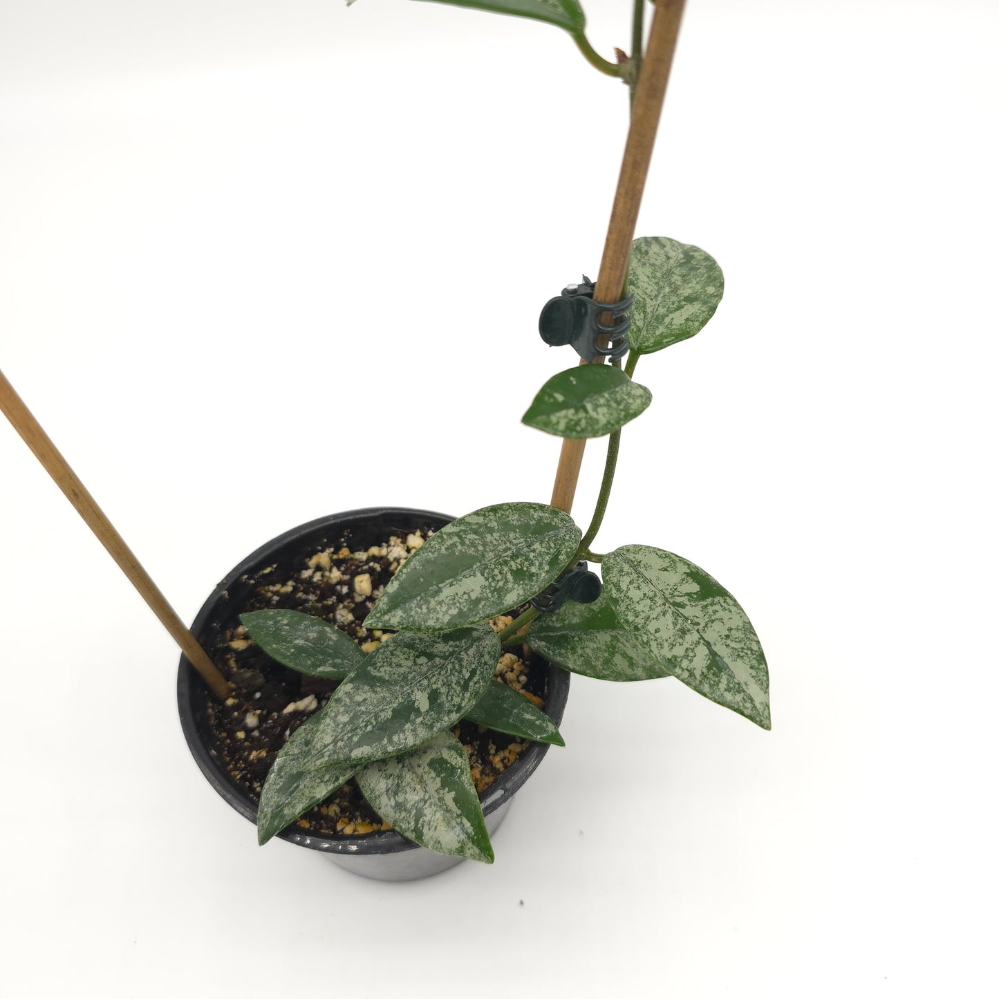 Hoya carnosa Wilber Graves China 4 inch pot 385
