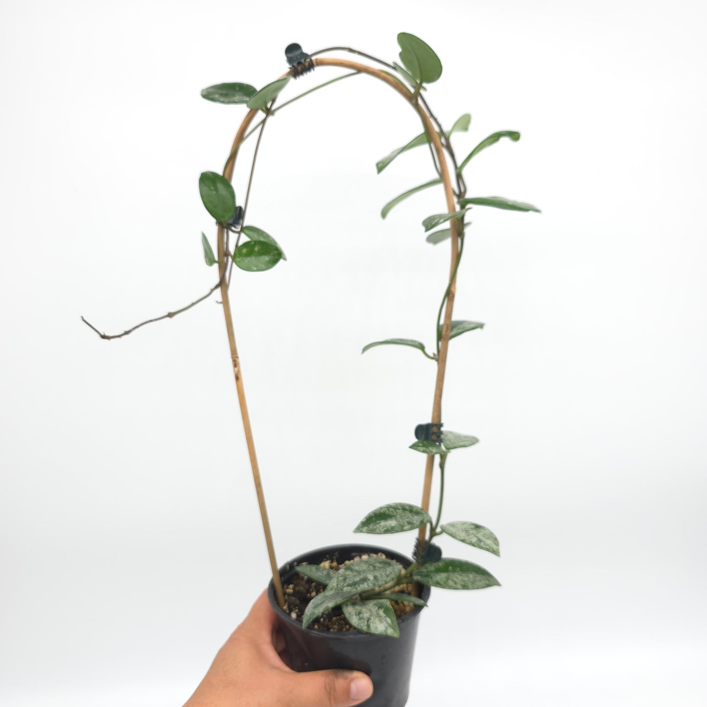 Hoya carnosa Wilber Graves China 4 inch pot 385