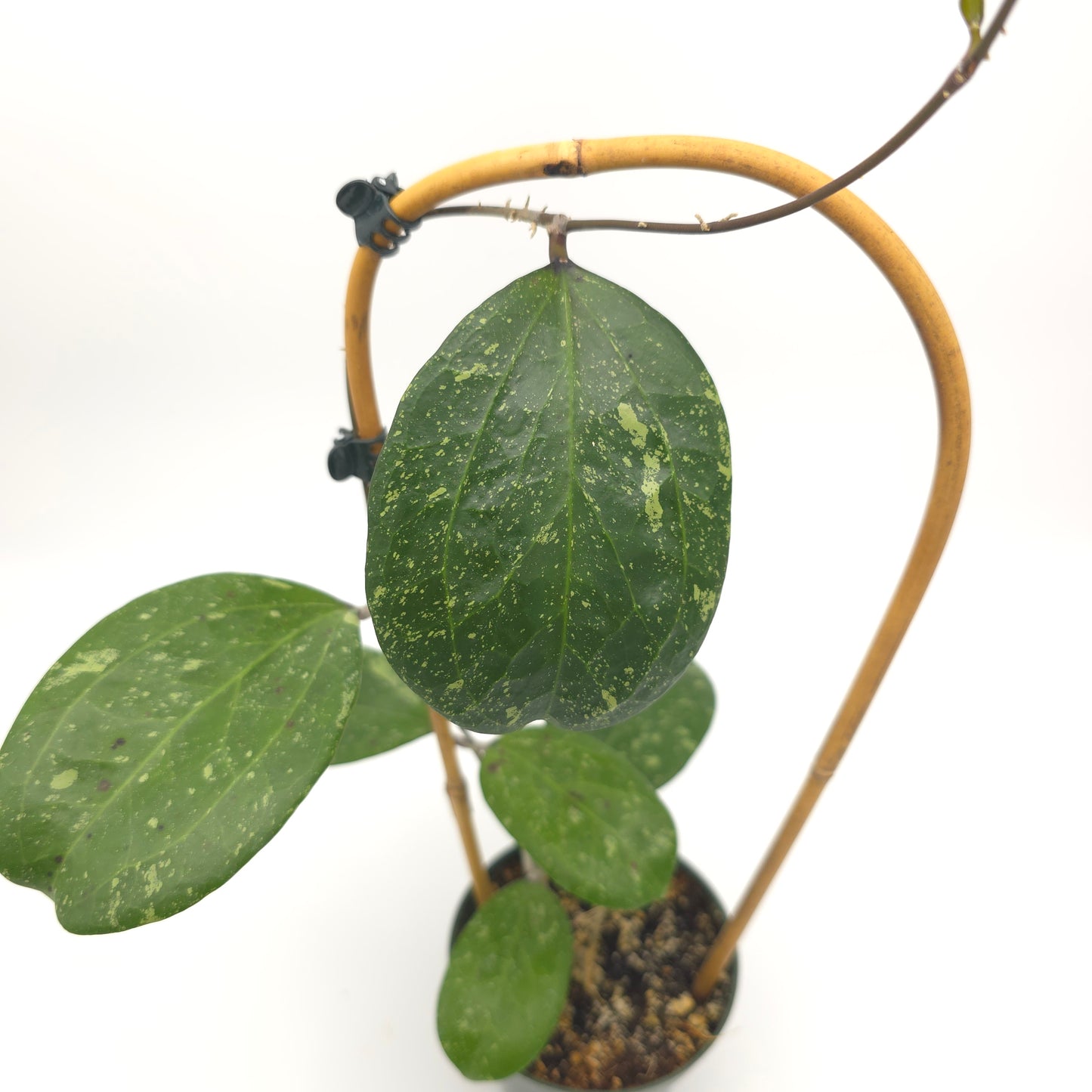 Hoya 'Michele' (MB1255) 4.5 inch pot 933