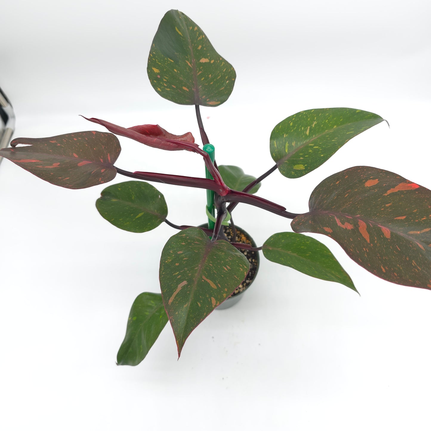 Philodendron Orange Princess 4.5 inch pot 246