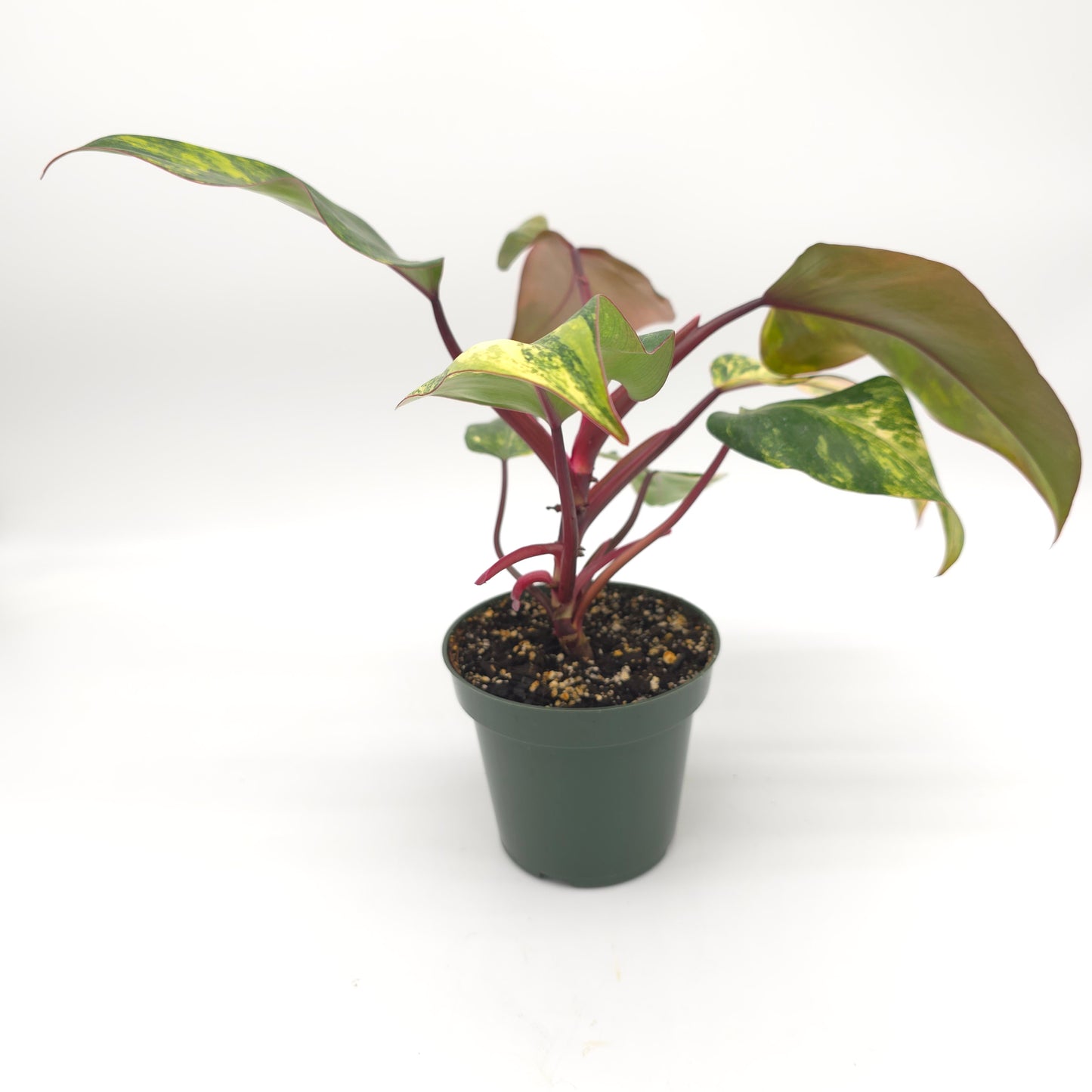 Philodendron Strawberry Shake 4.5 inch pot 727