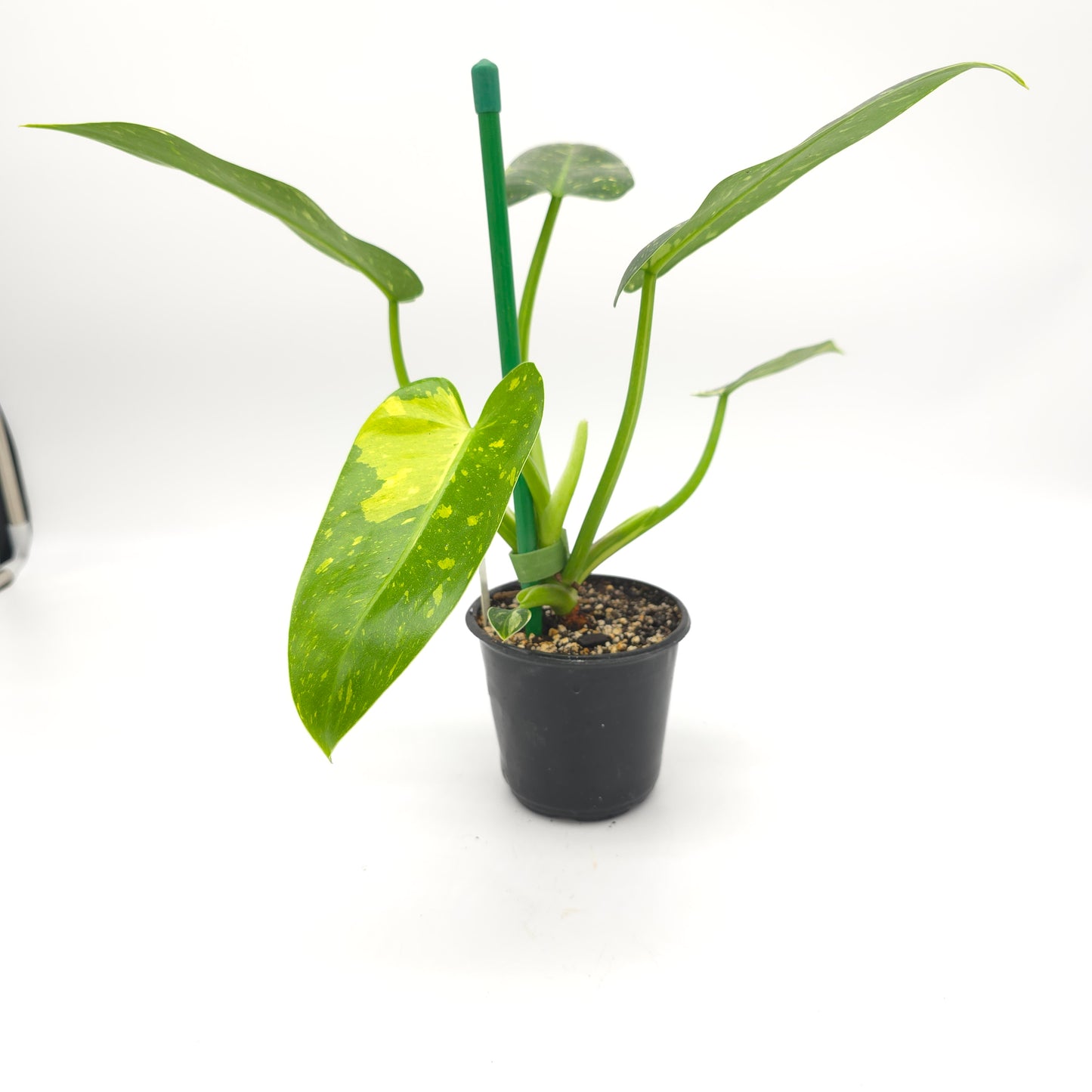 Philodendron Texas Jose Buono aka NOID 4 inch pot 645