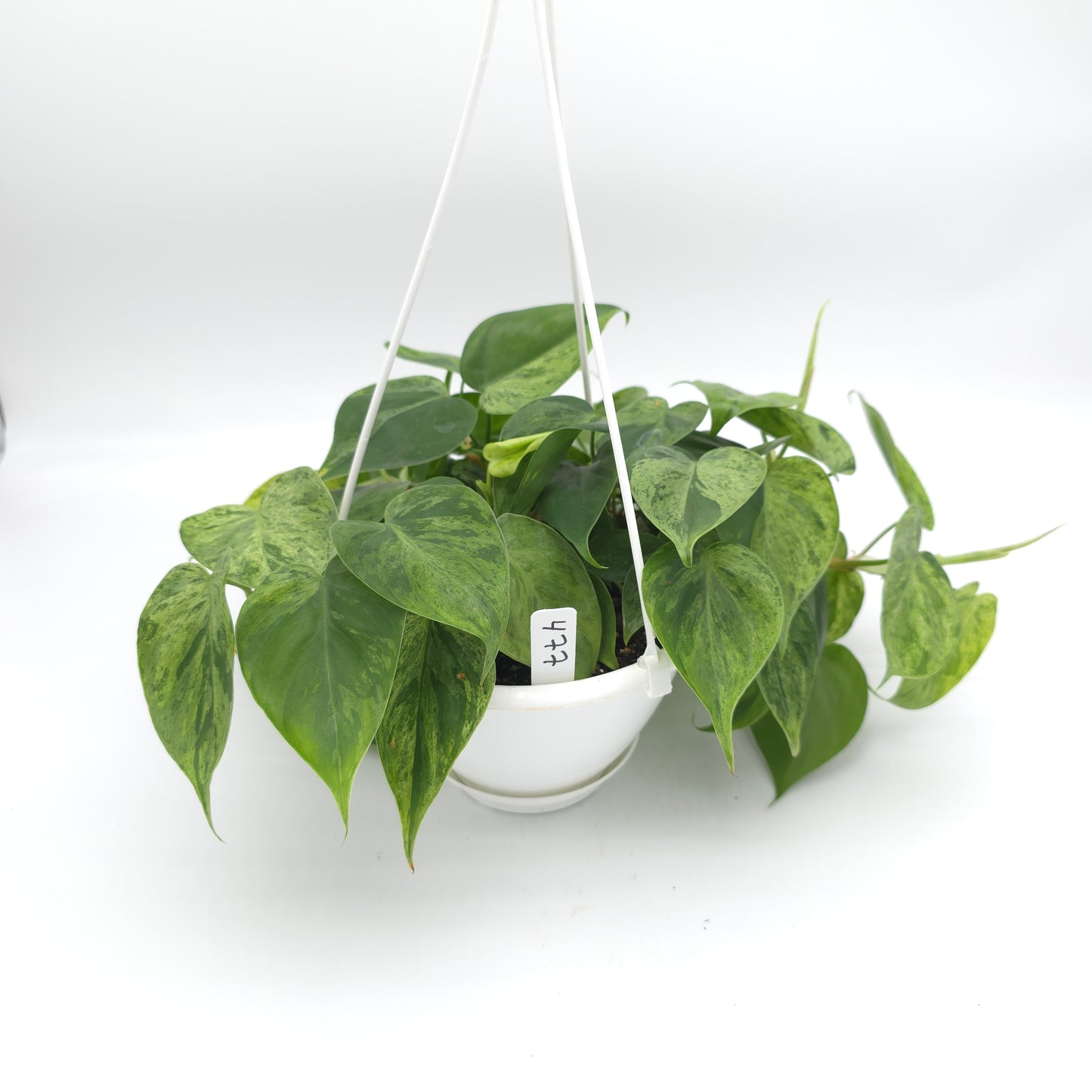 Philodendron hederaceum variegated 6 inch hanging basket 477
