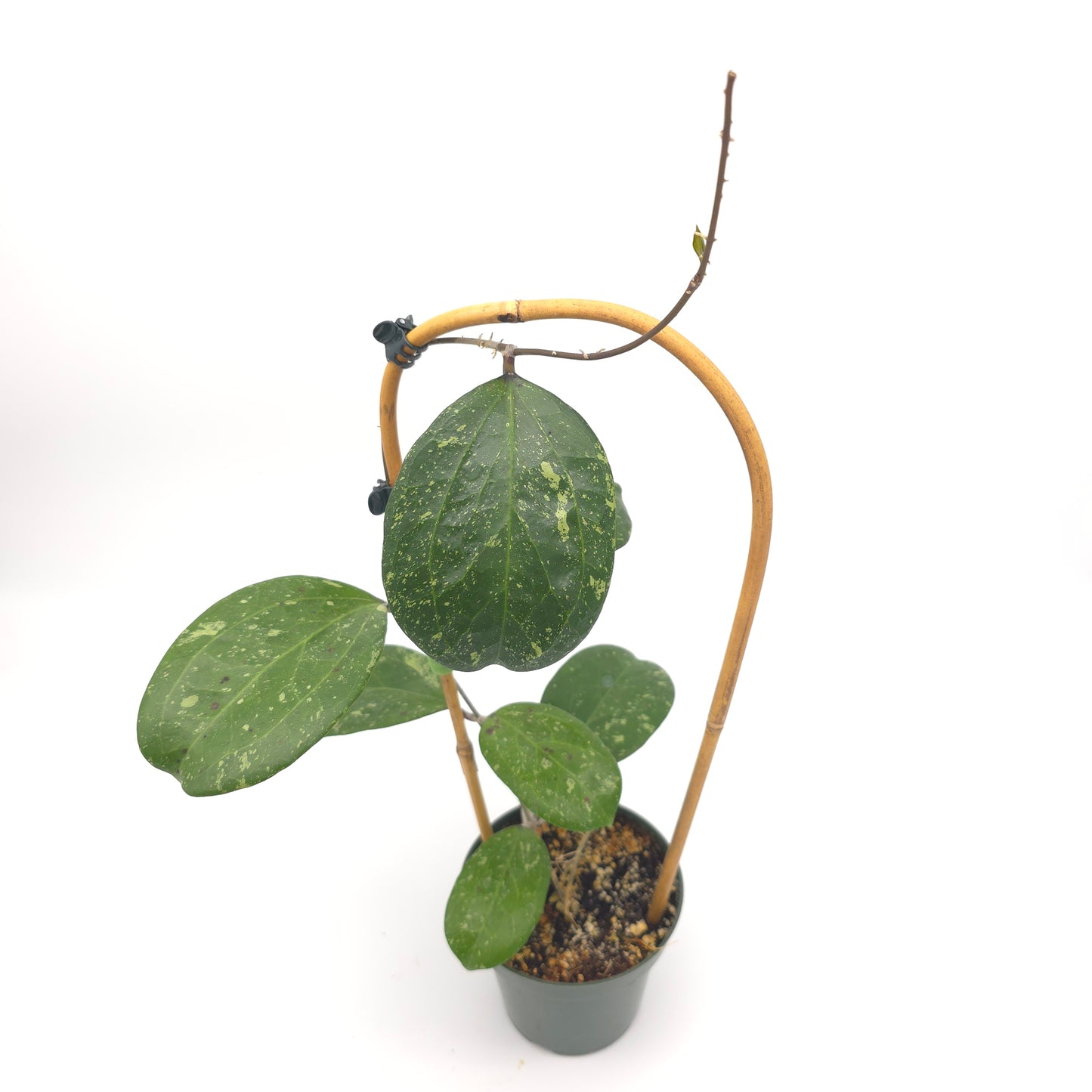 Hoya 'Michele' (MB1255) 4.5 inch pot 933