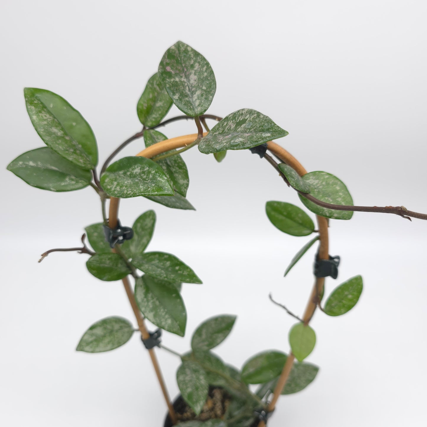 Hoya carnosa Wilber Graves China 4 inch pot 815