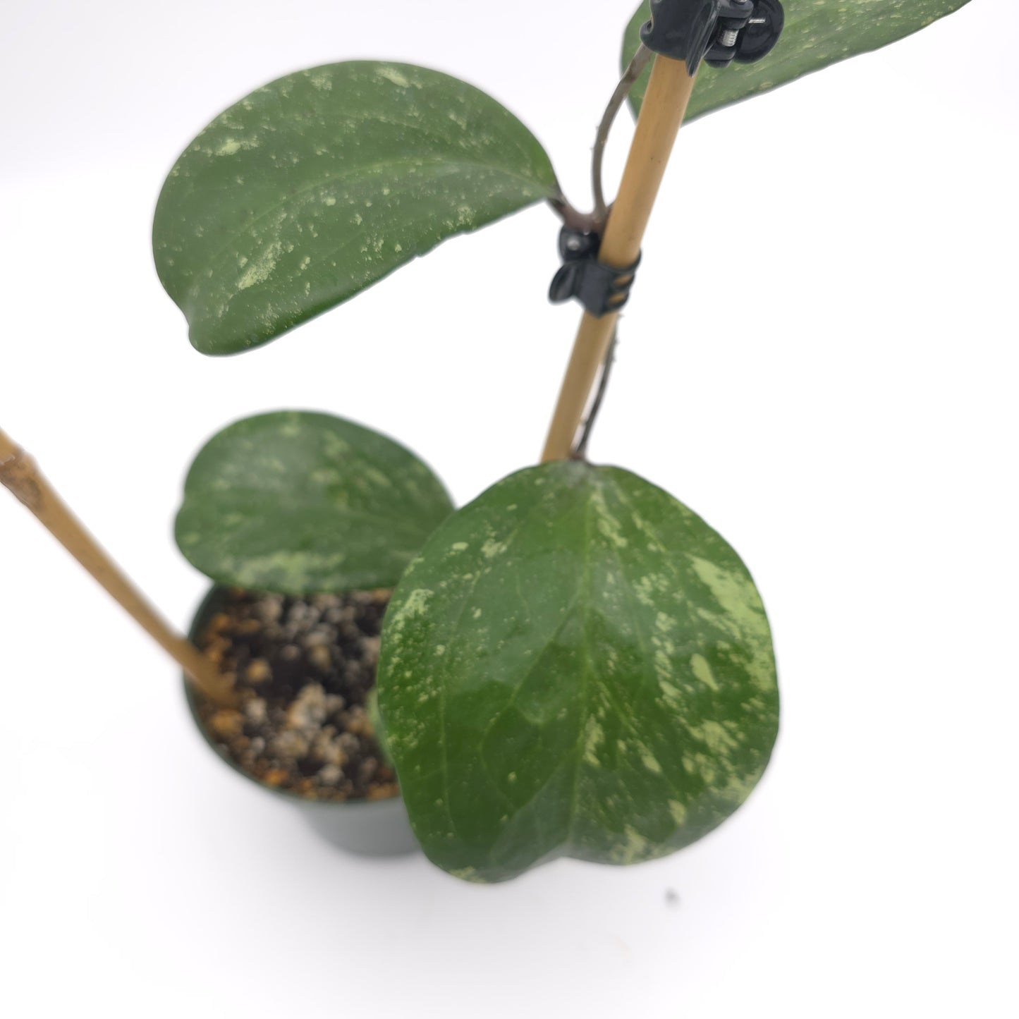 Hoya 'Michele' (MB 1255) 4.5 inch pot 808