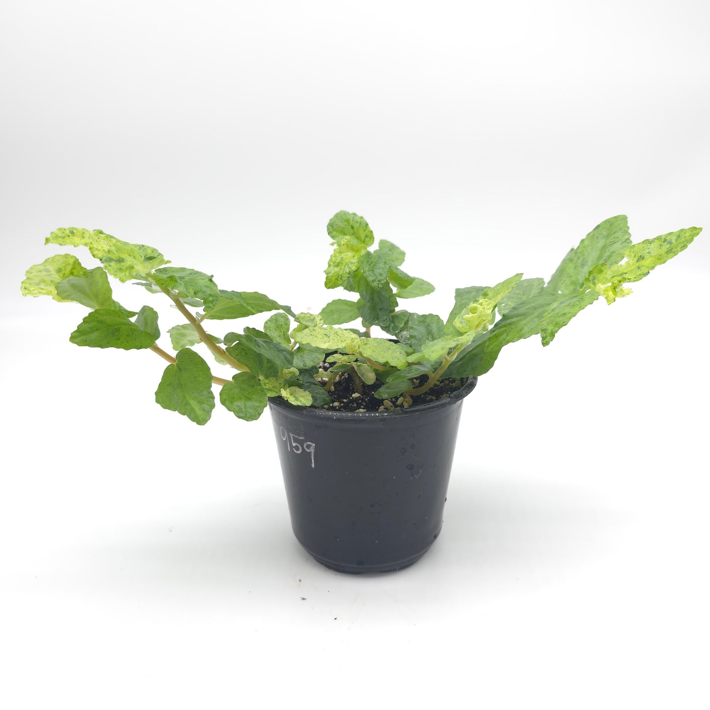 Pellonia repens variegated 4 inch pot 959