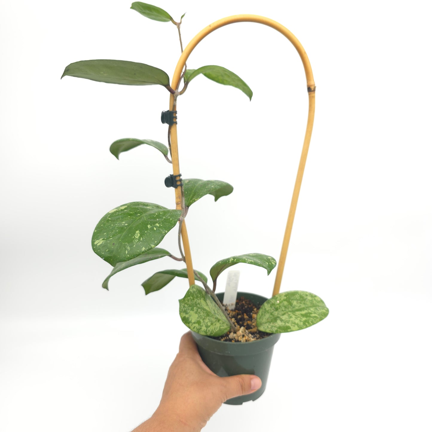 Hoya 'Michele' (MB1255) 4.5 inch pot 412