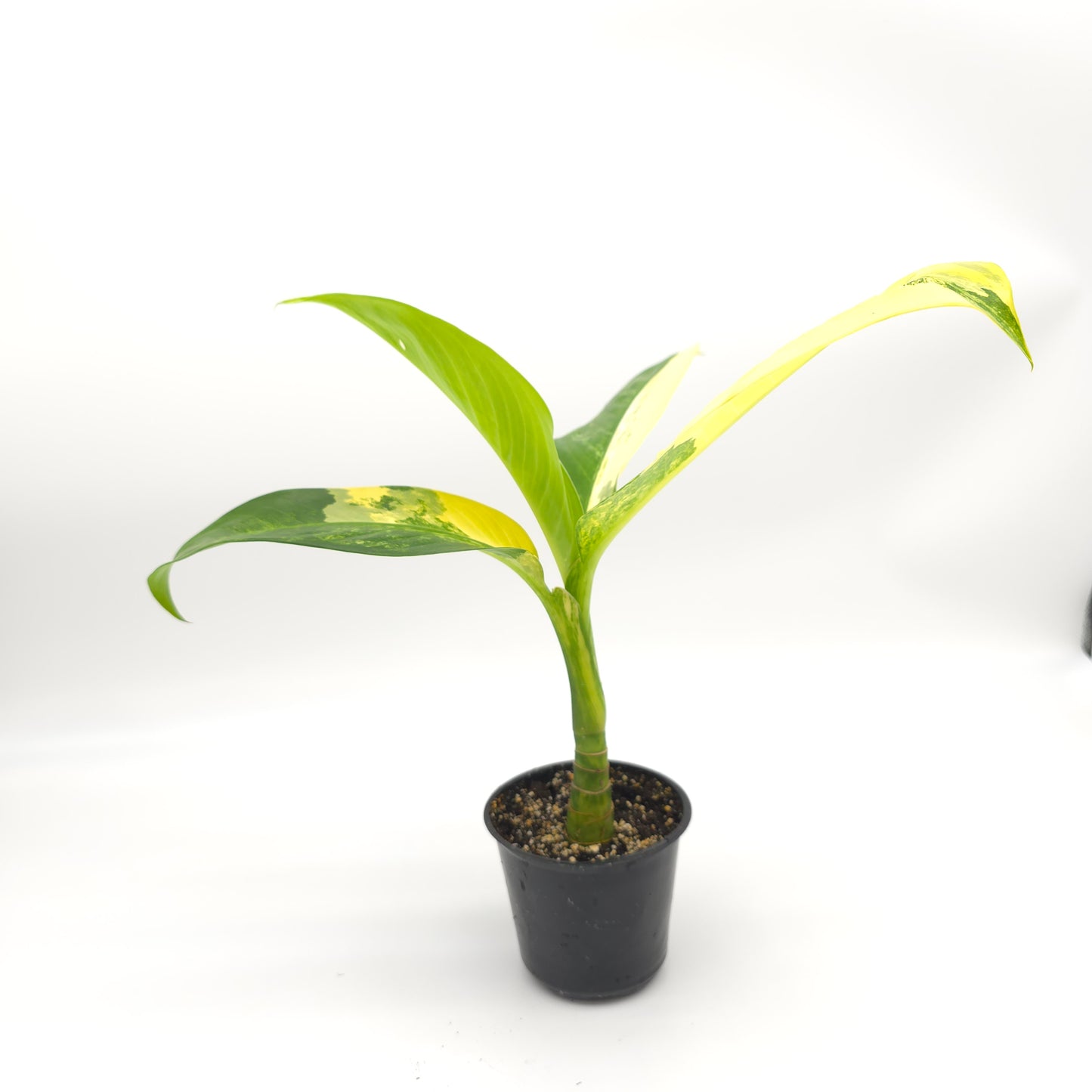 Dieffenbachia Big Ben 4 inch pot 199