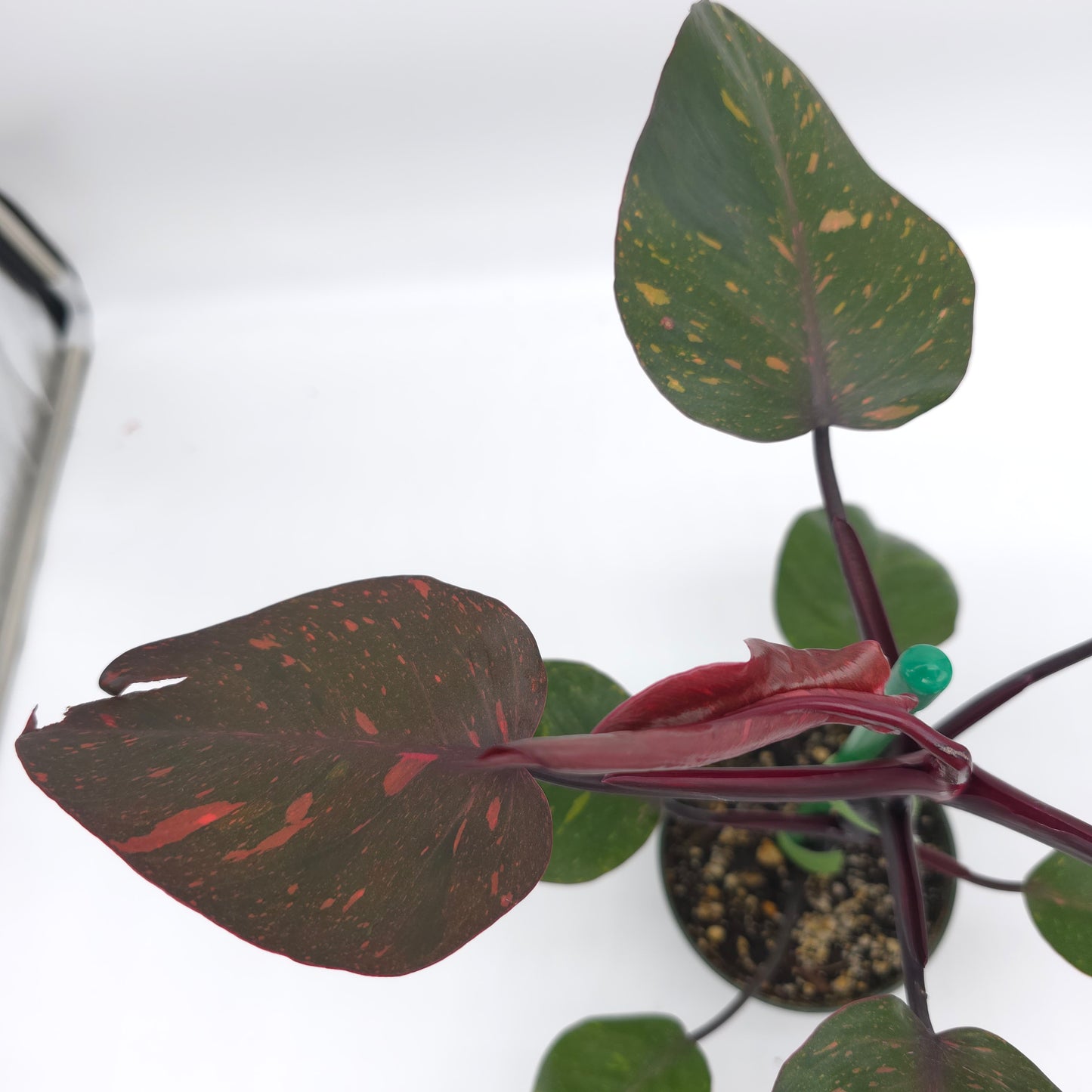 Philodendron Orange Princess 4.5 inch pot 246