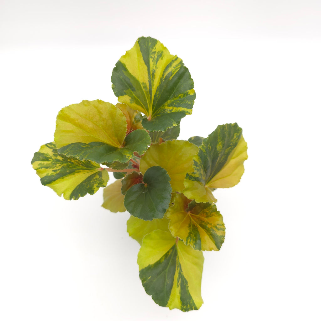 Begonia cucullata aurea variegata 539