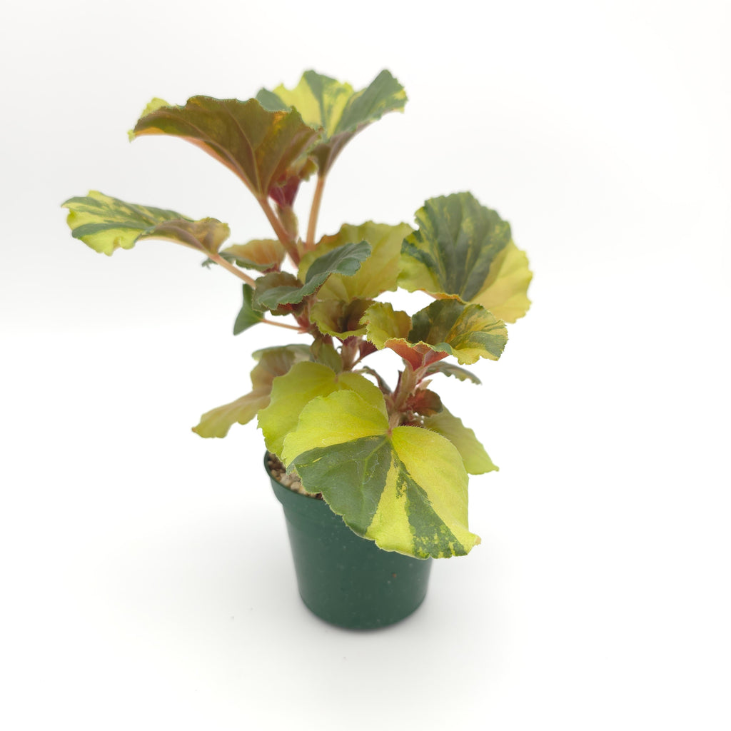Begonia cucullata aurea variegata 539