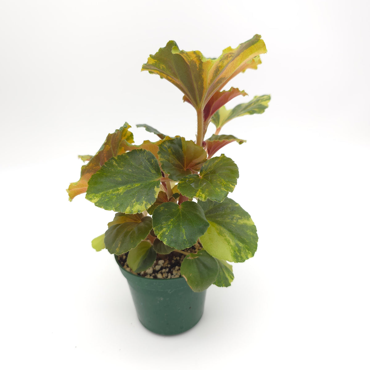 Begonia cucullata aurea variegata 539