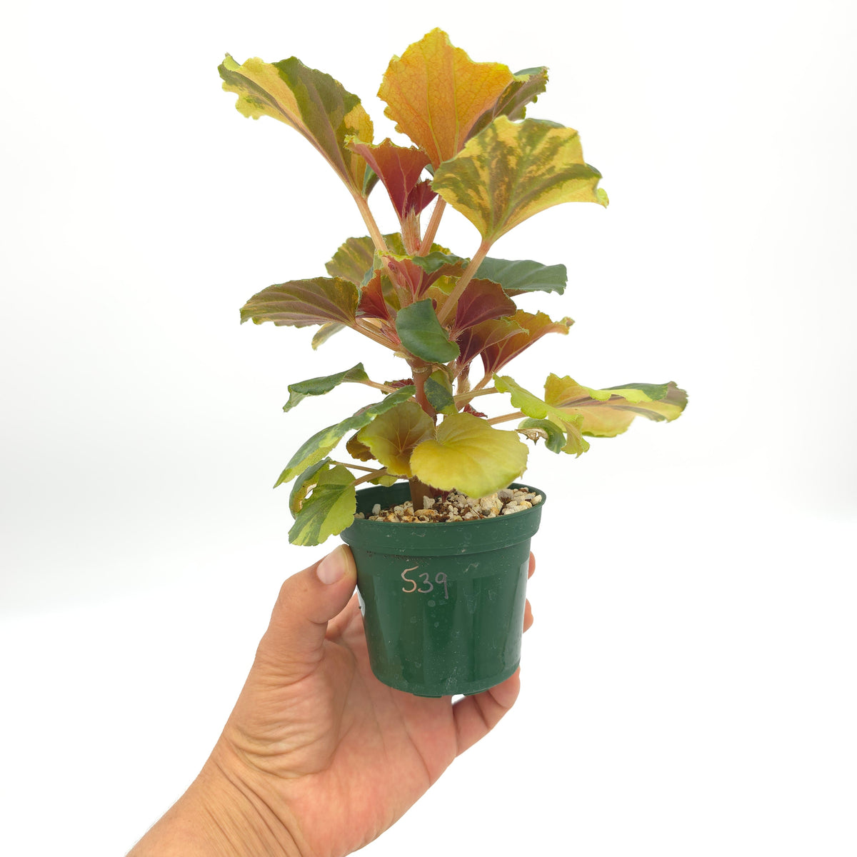 Begonia cucullata aurea variegata 539