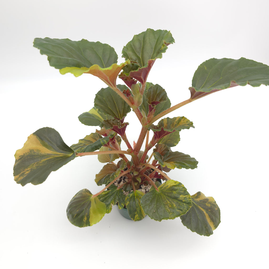 Begonia cucullata aurea variegata 693