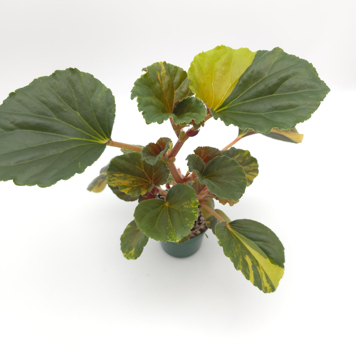 Begonia cucullata aurea variegata 693