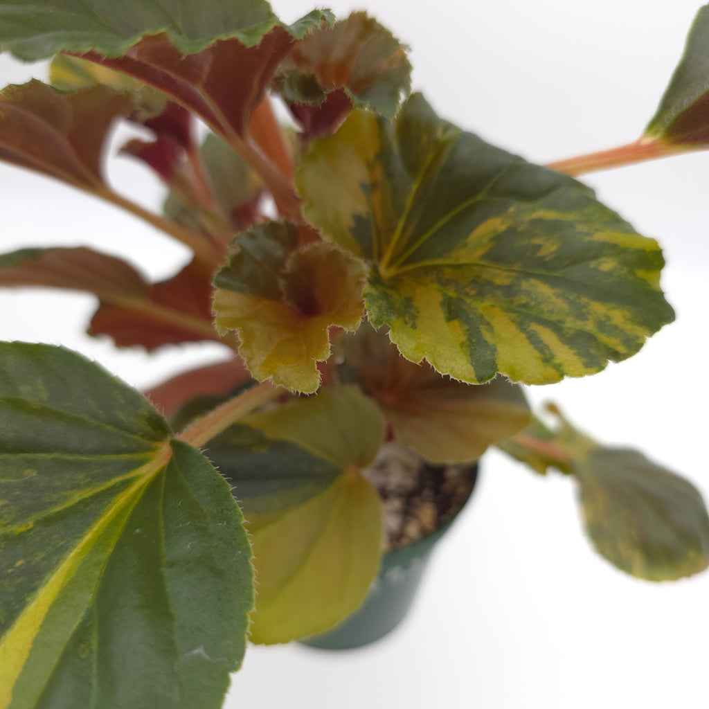Begonia cucullata aurea variegata 693
