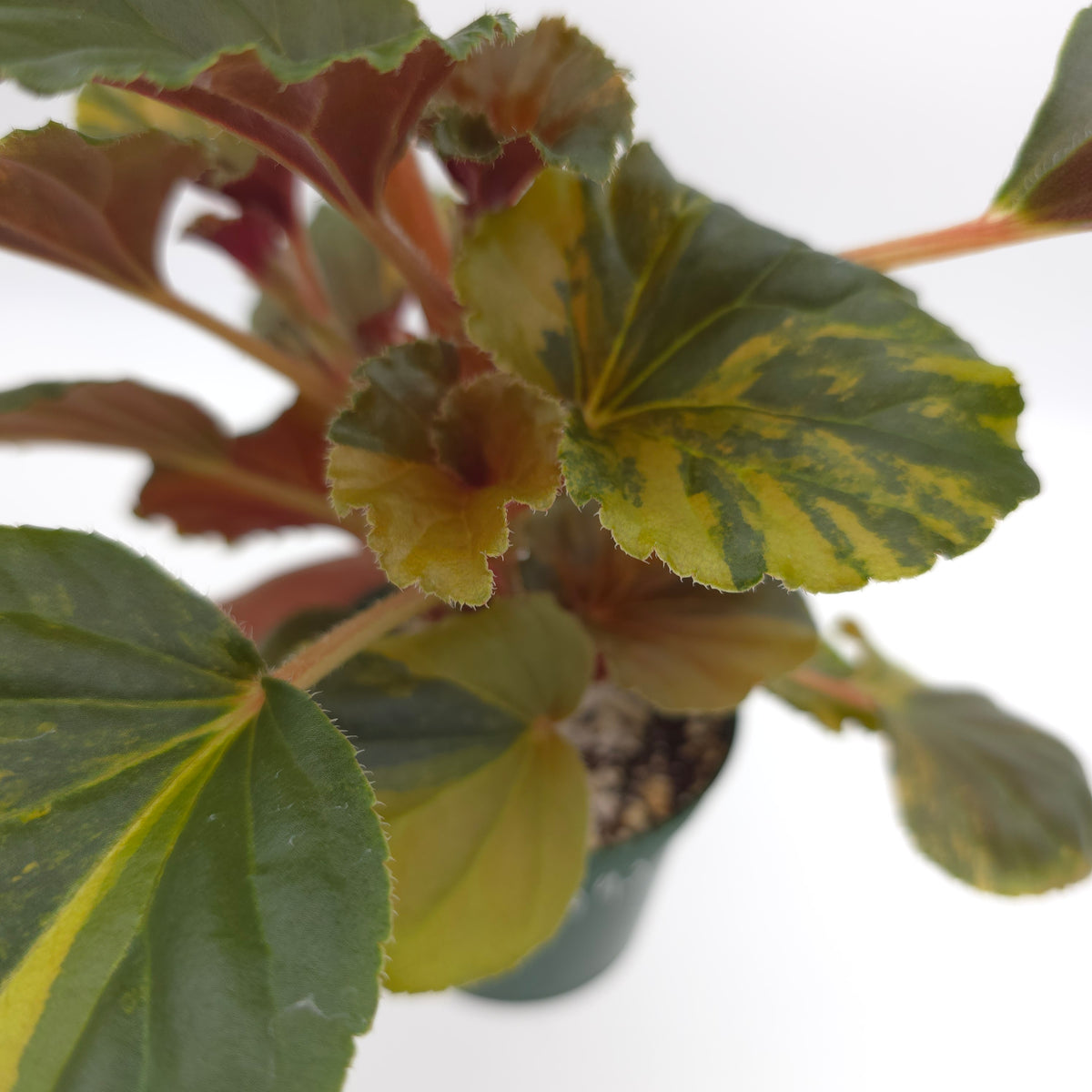Begonia cucullata aurea variegata 693