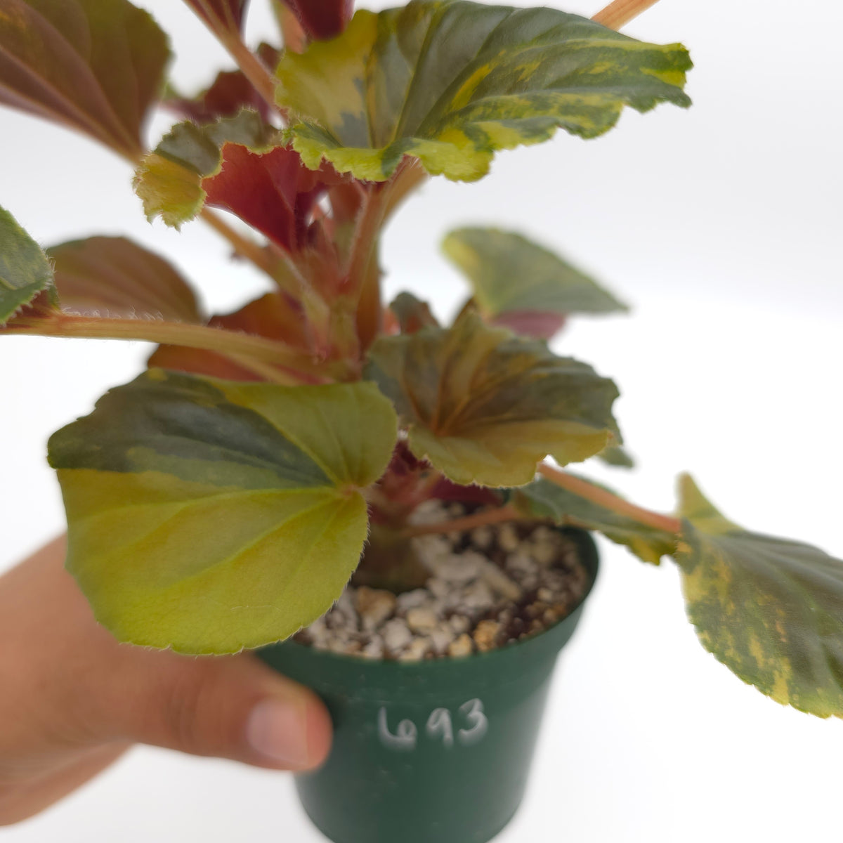 Begonia cucullata aurea variegata 693