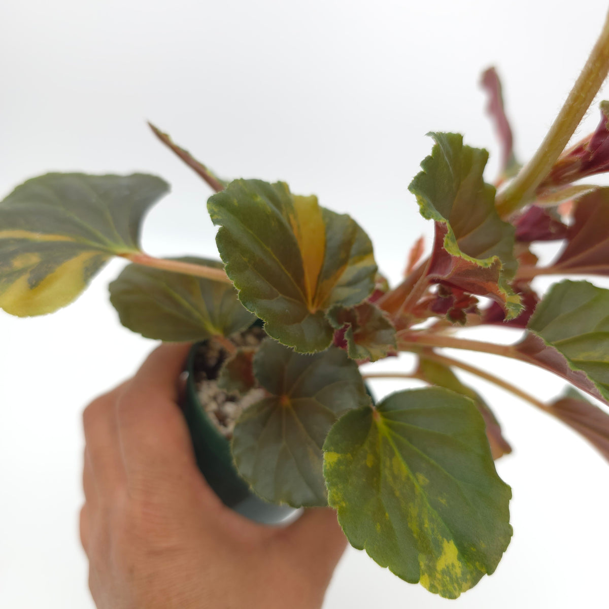 Begonia cucullata aurea variegata 693