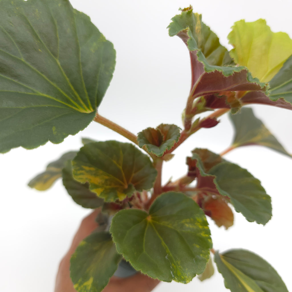 Begonia cucullata aurea variegata 693