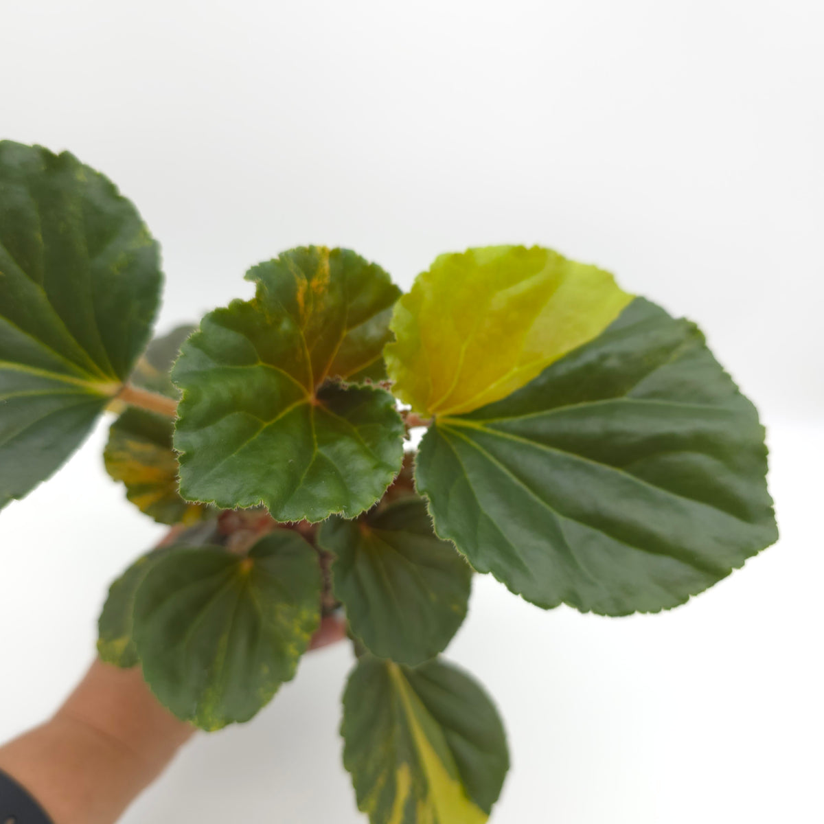Begonia cucullata aurea variegata 693