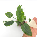 Alocasia Okinawa Silver