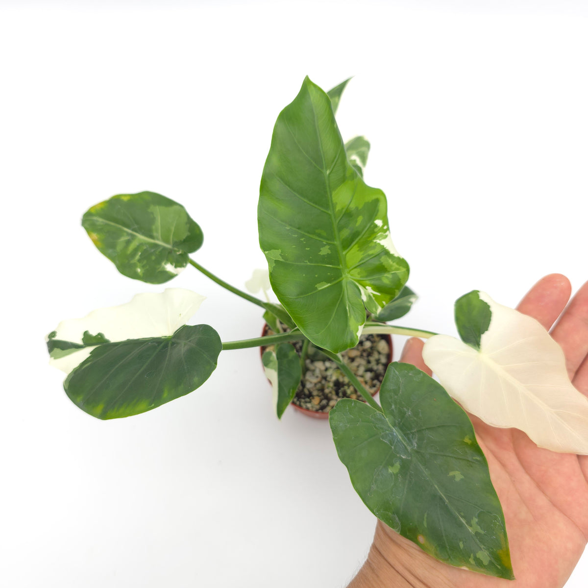 Alocasia Okinawa Silver