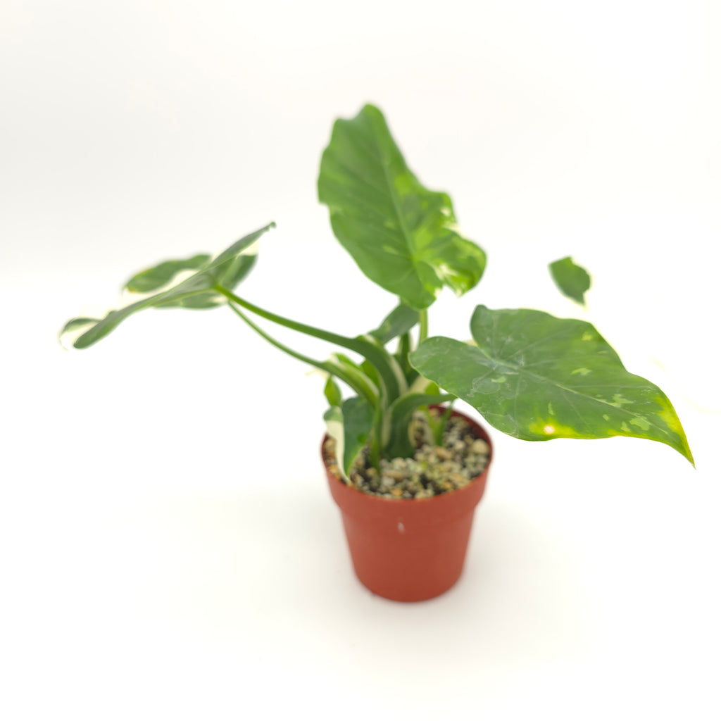 Alocasia Okinawa Silver