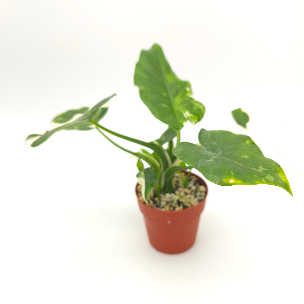 Alocasia Okinawa Silver