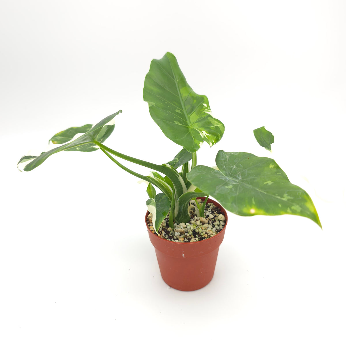 Alocasia Okinawa Silver
