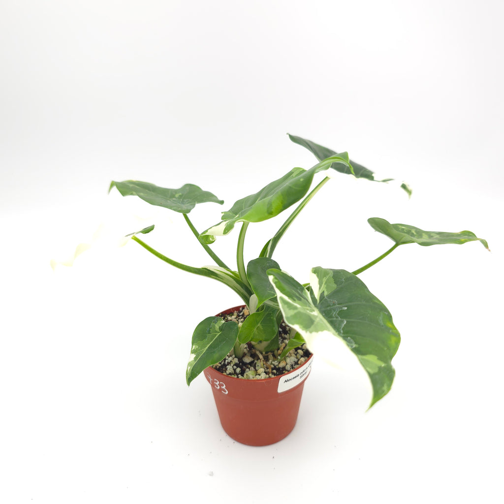 Alocasia Okinawa Silver