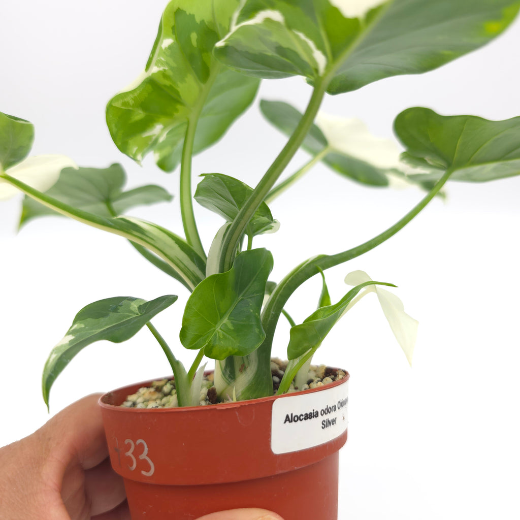 Alocasia Okinawa Silver