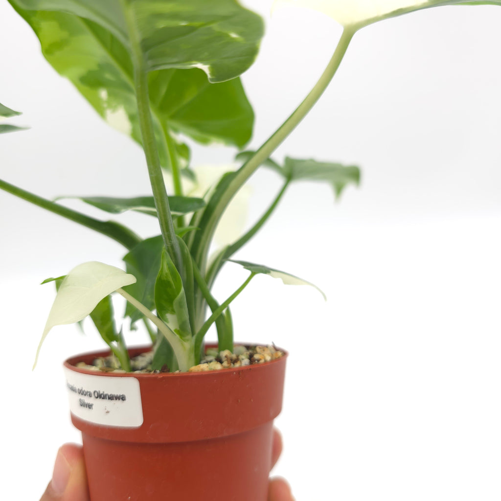 Alocasia Okinawa Silver